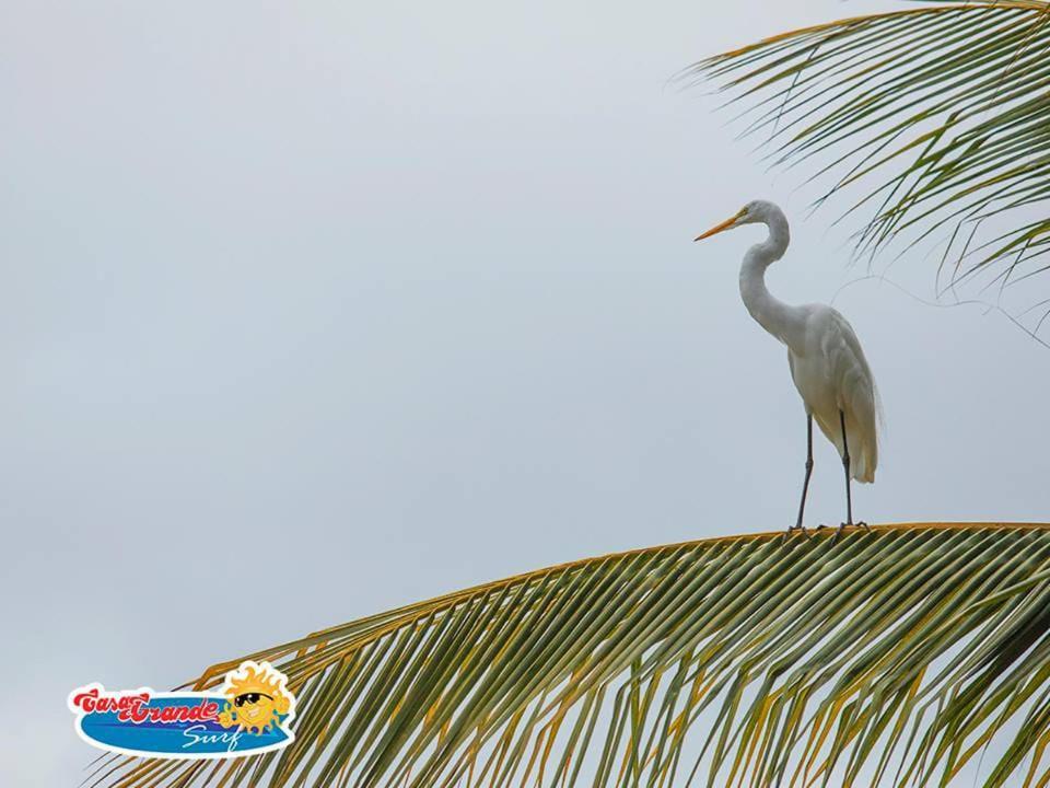 CasaGrande Surf Hotell Guachaca Exteriör bild